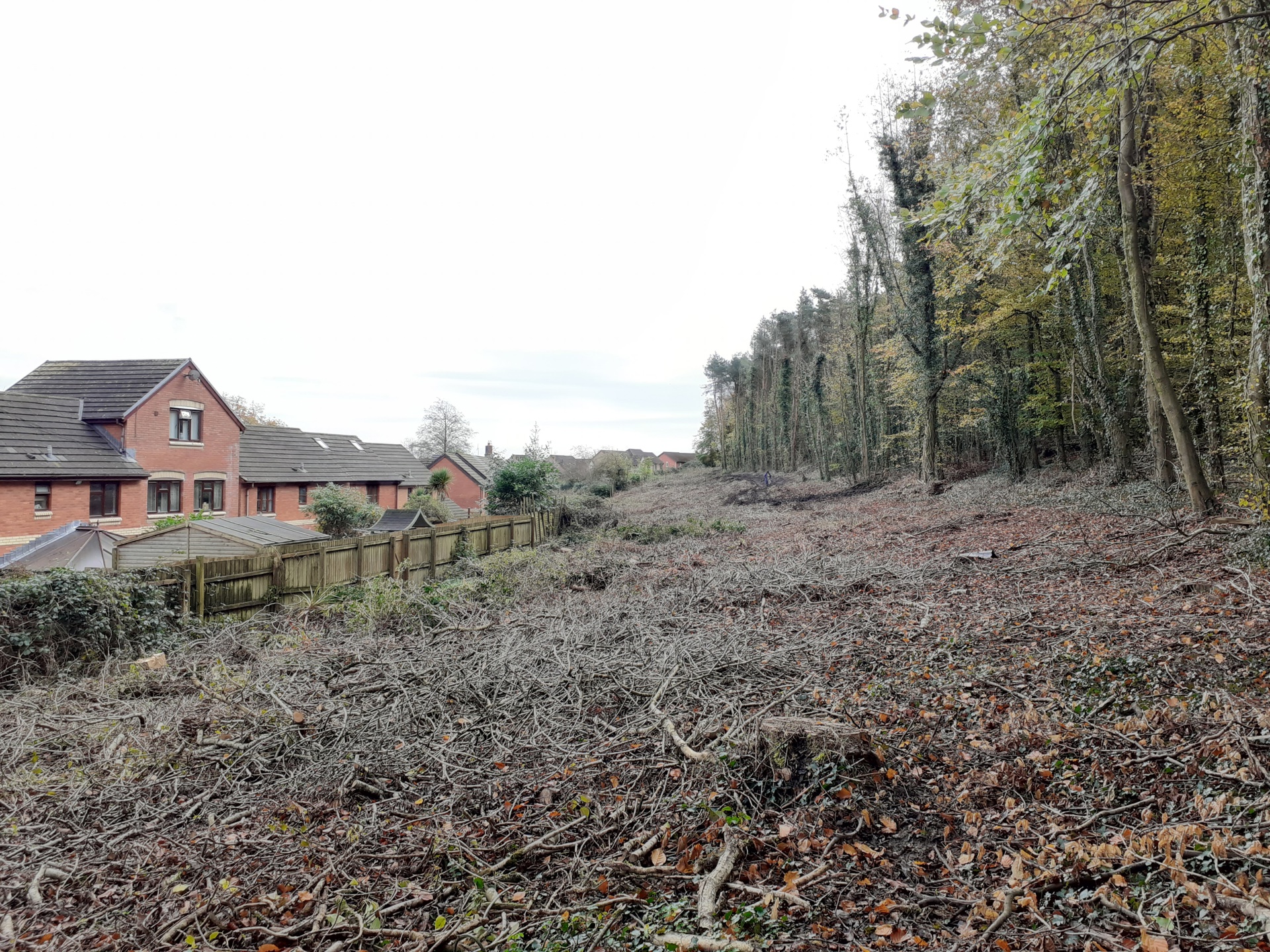 Tu cefn i Lark Rise yng Nghoetir Bryn Bracla, lle cafodd coed heintus eu gwaredu